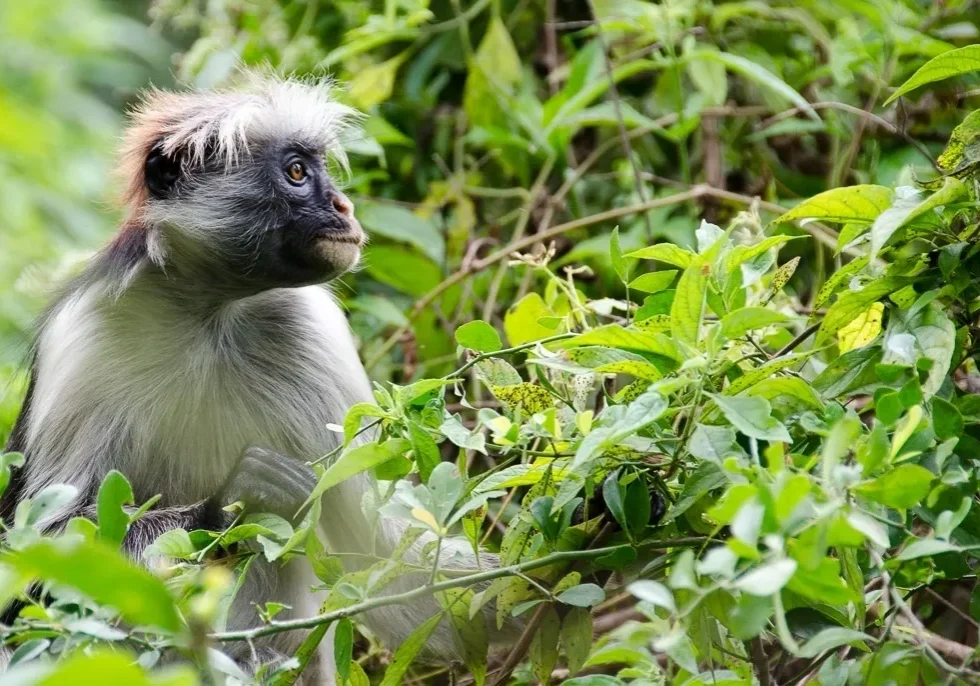 African-Red-Monkey-PB-903